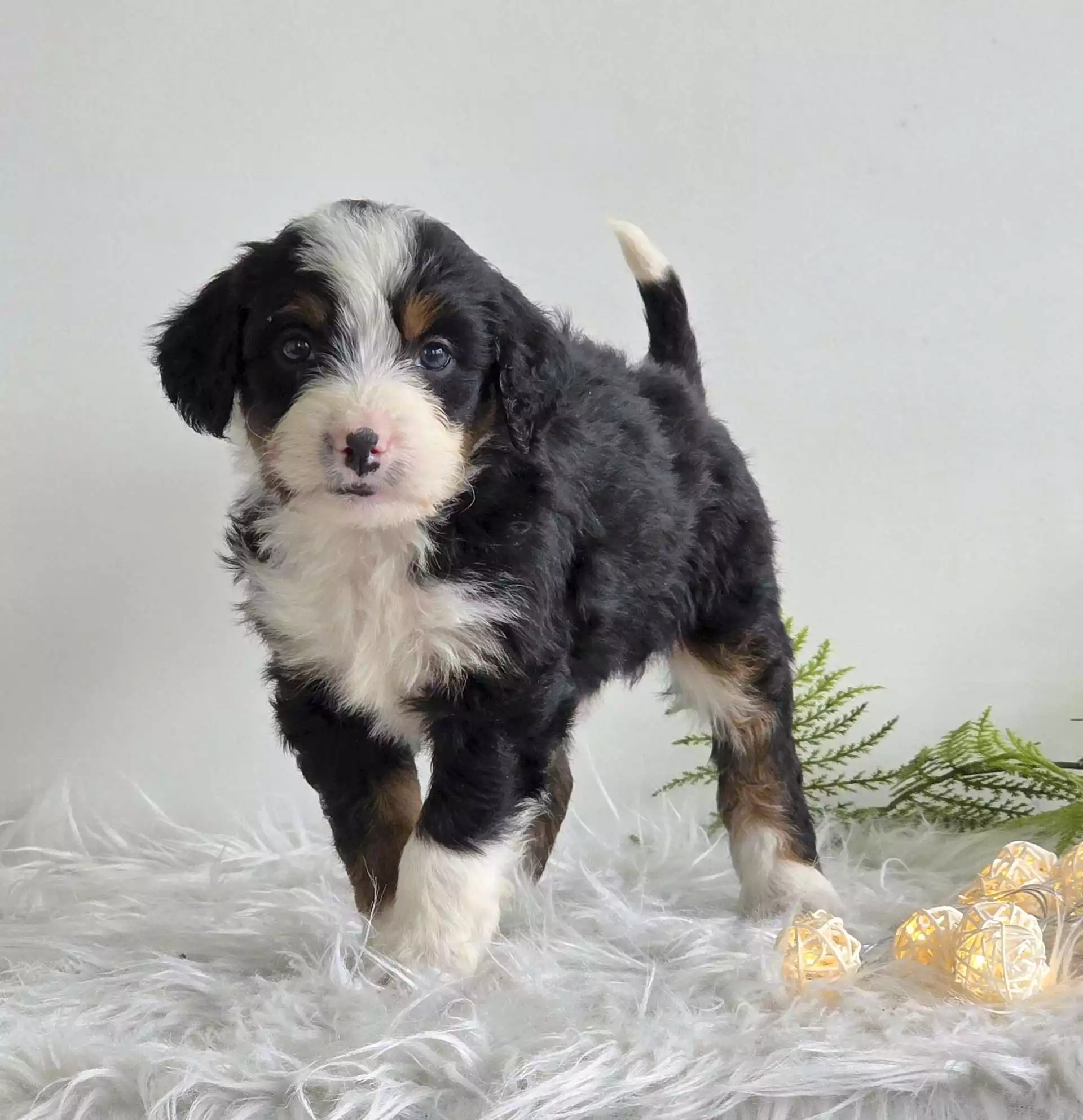 Puppy Image