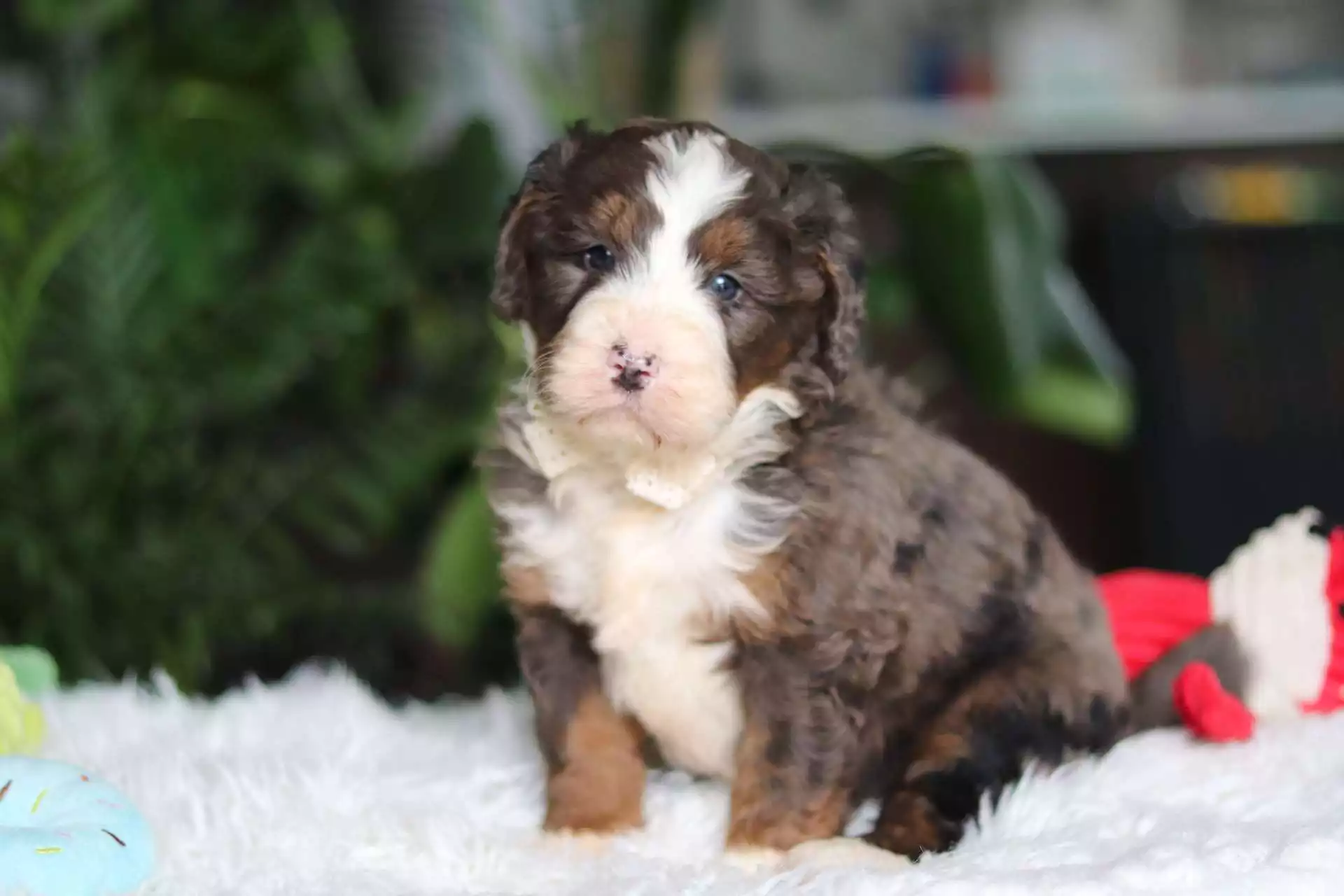 Puppy for Sale