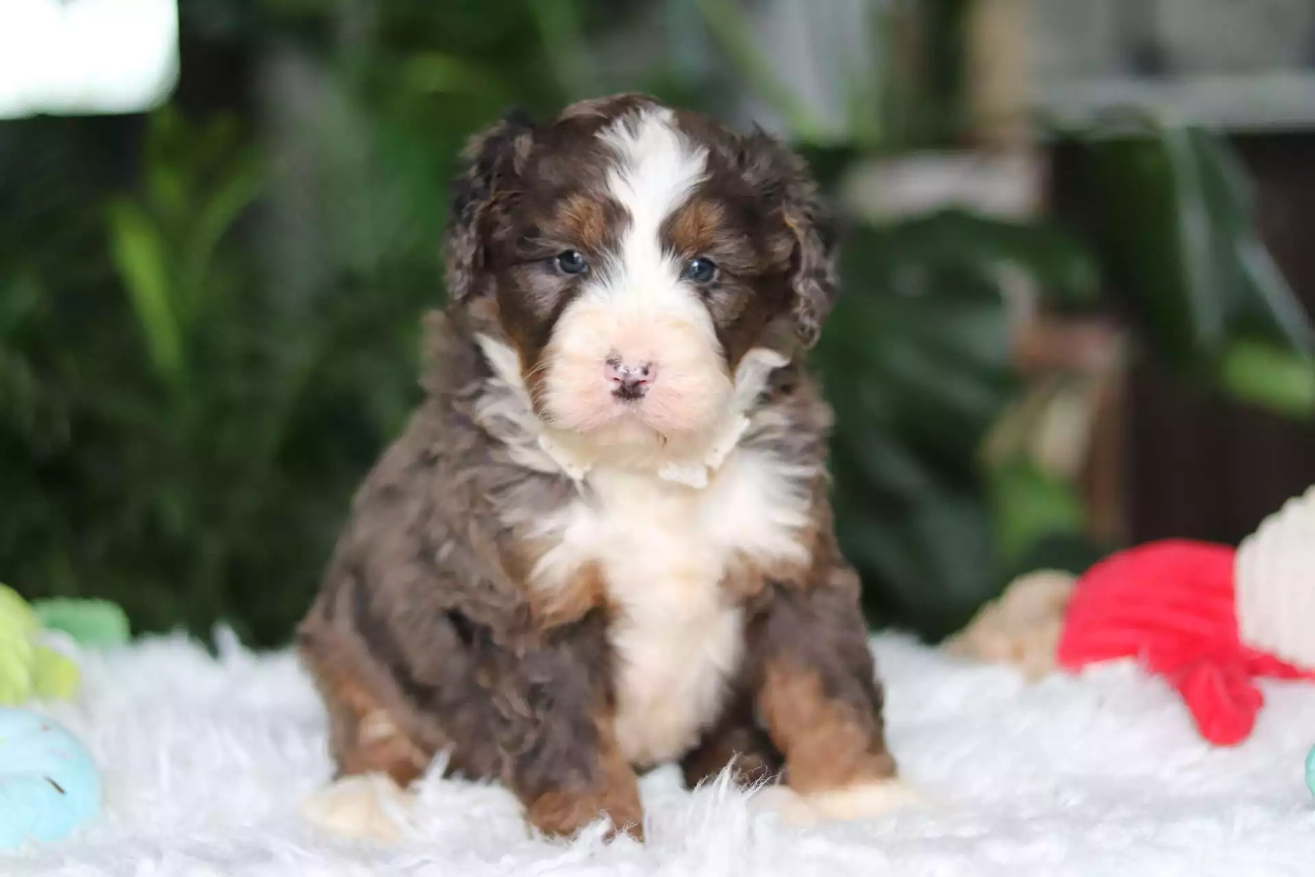 Puppy Image