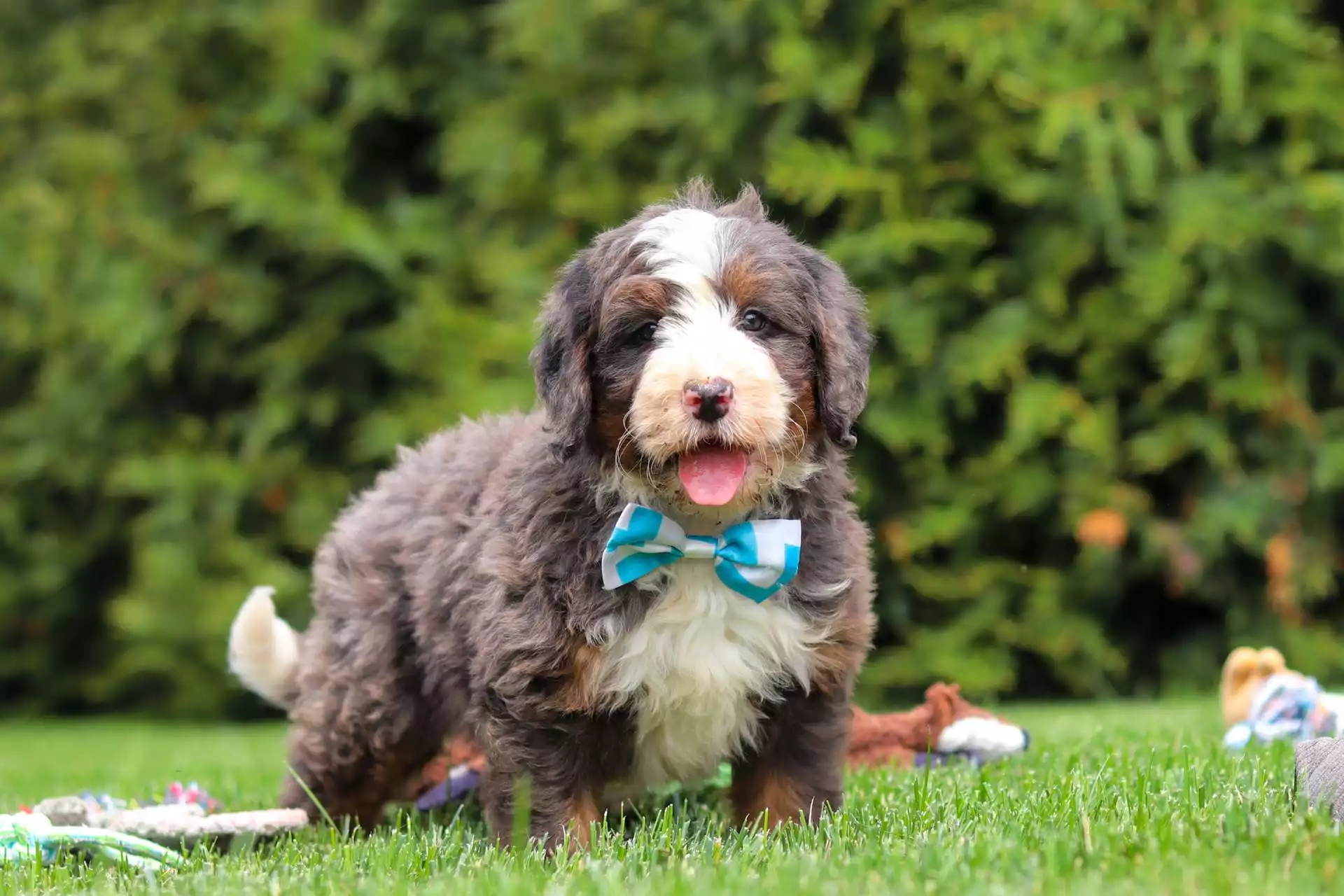 Puppy Image