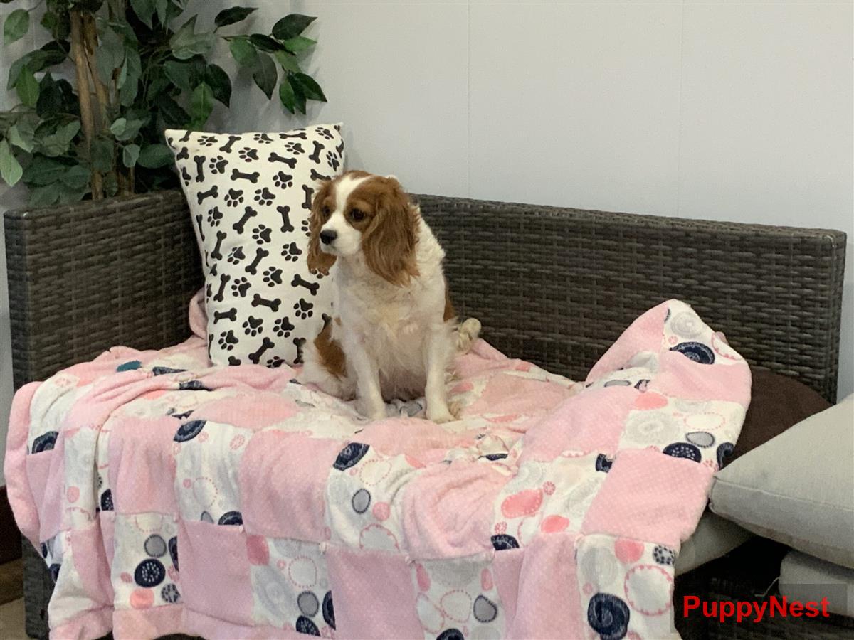 Puppy Image
