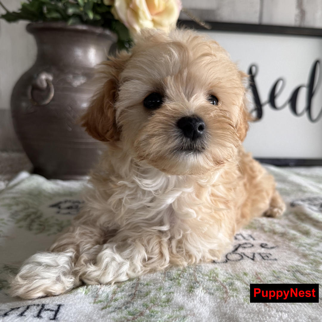 Puppy for Sale