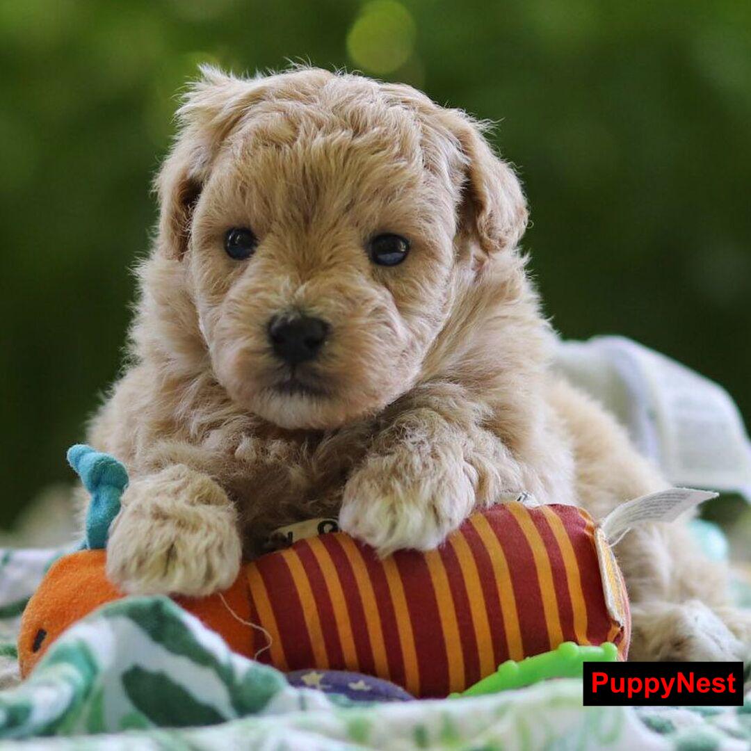 Puppy Image