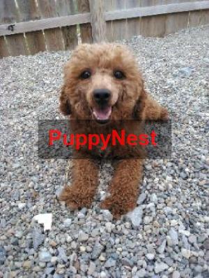 Puppy Thumbnail