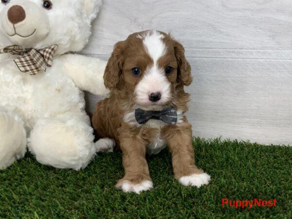 Puppy Image