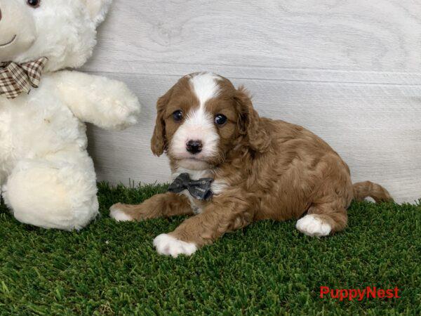 Puppy Image