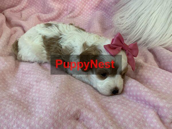Puppy Thumbnail