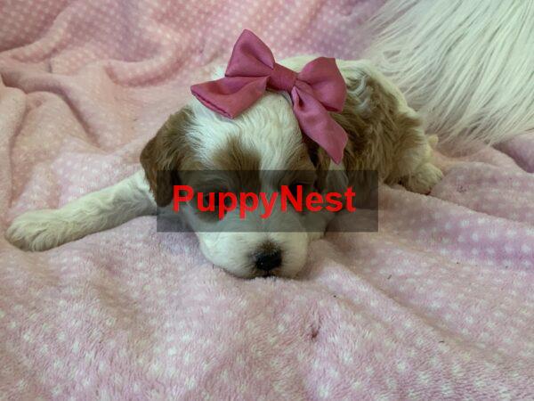 Puppy Thumbnail