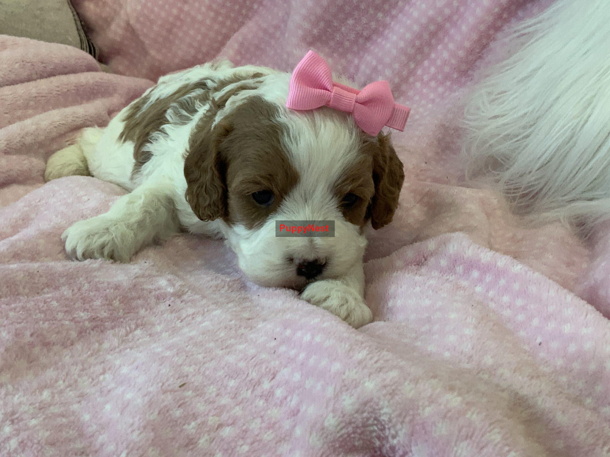 Puppy Thumbnail