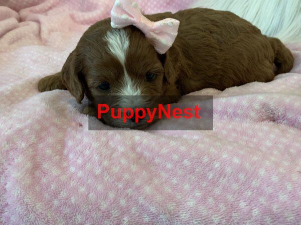 Puppy Thumbnail