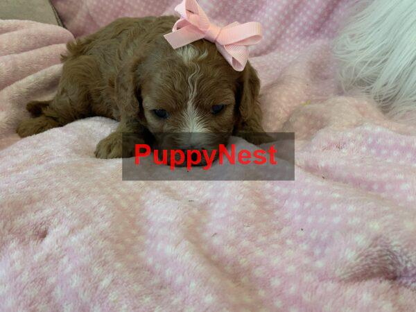 Selected Puppy
