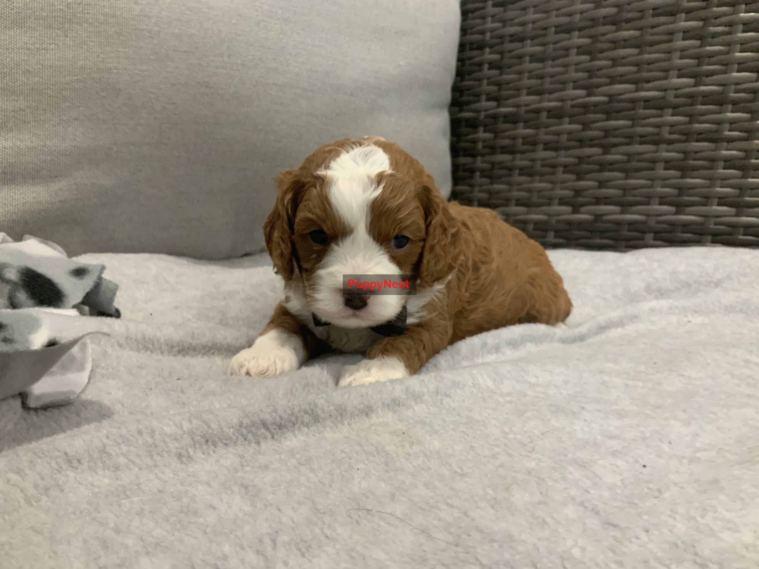 Puppy Thumbnail