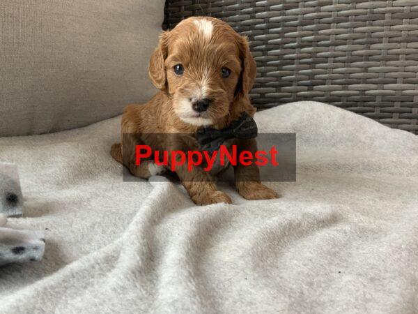 Puppy Thumbnail
