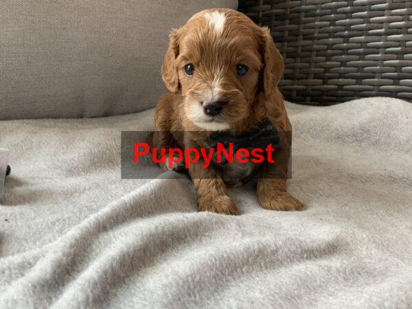 Puppy Thumbnail