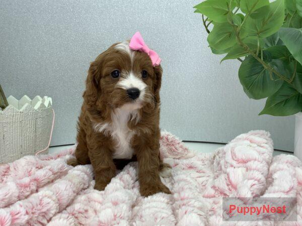 Puppy Image