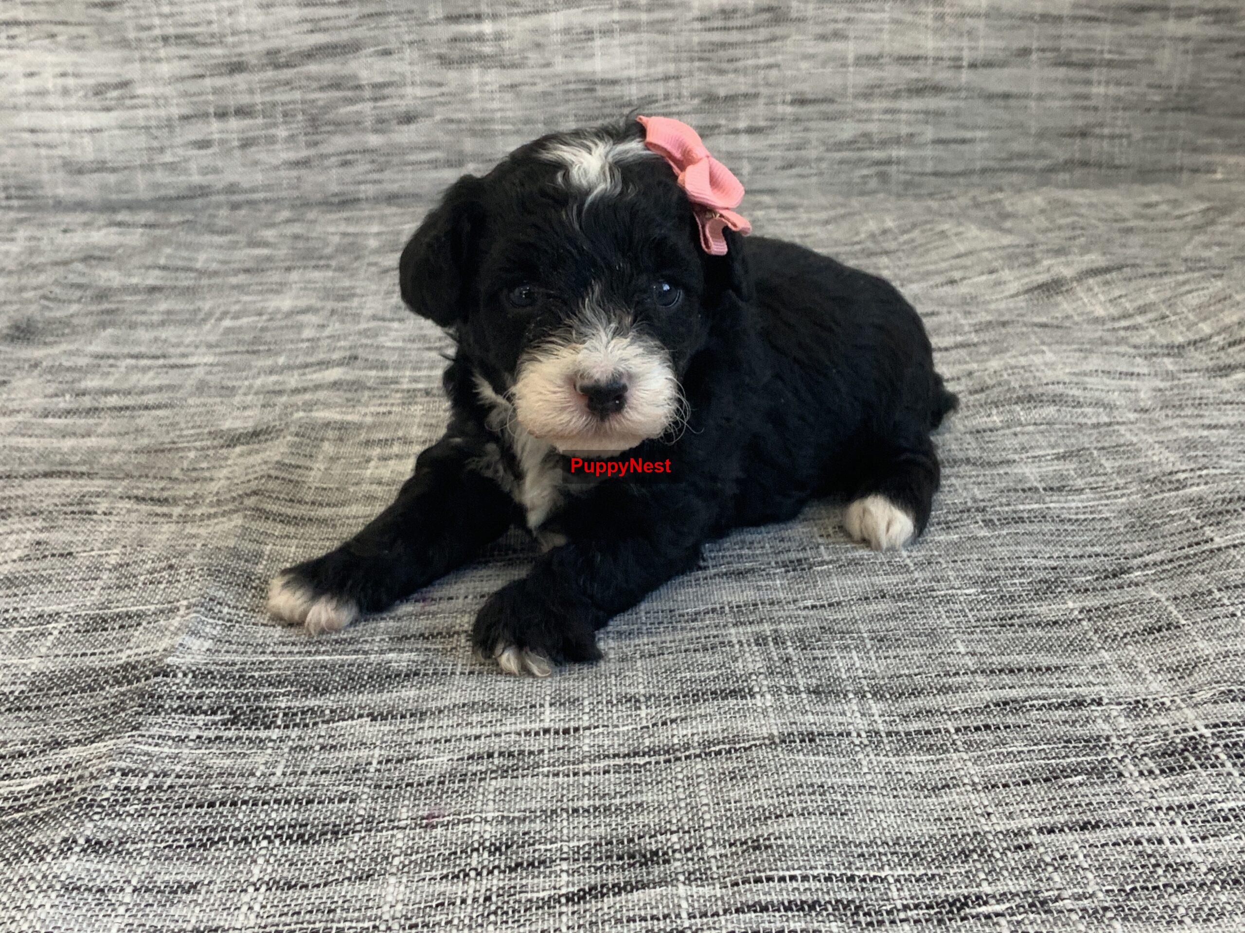 Selected Puppy
