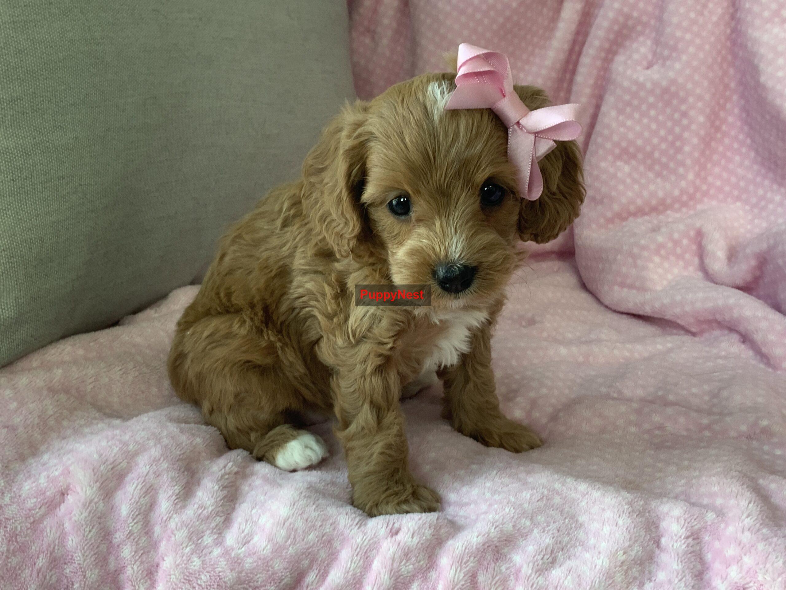 Puppy Thumbnail