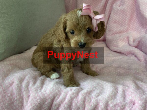 Puppy Thumbnail