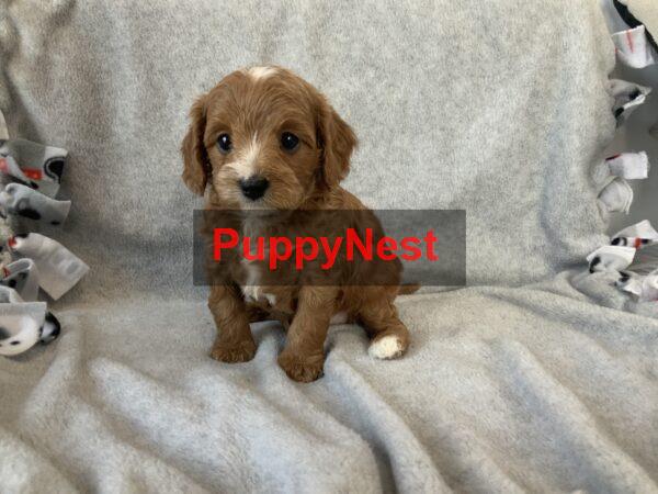 Puppy Thumbnail