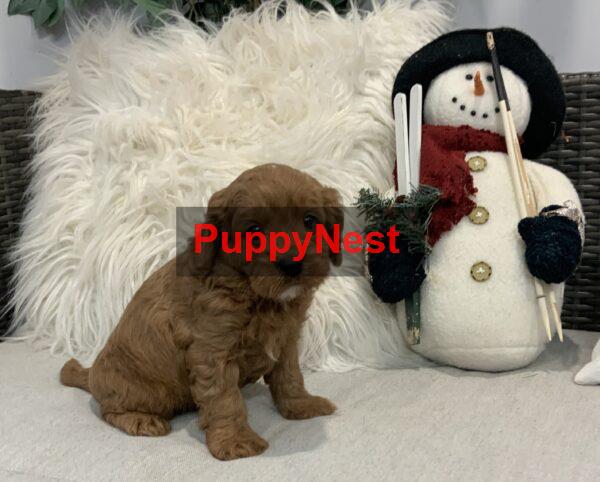 Puppy Thumbnail