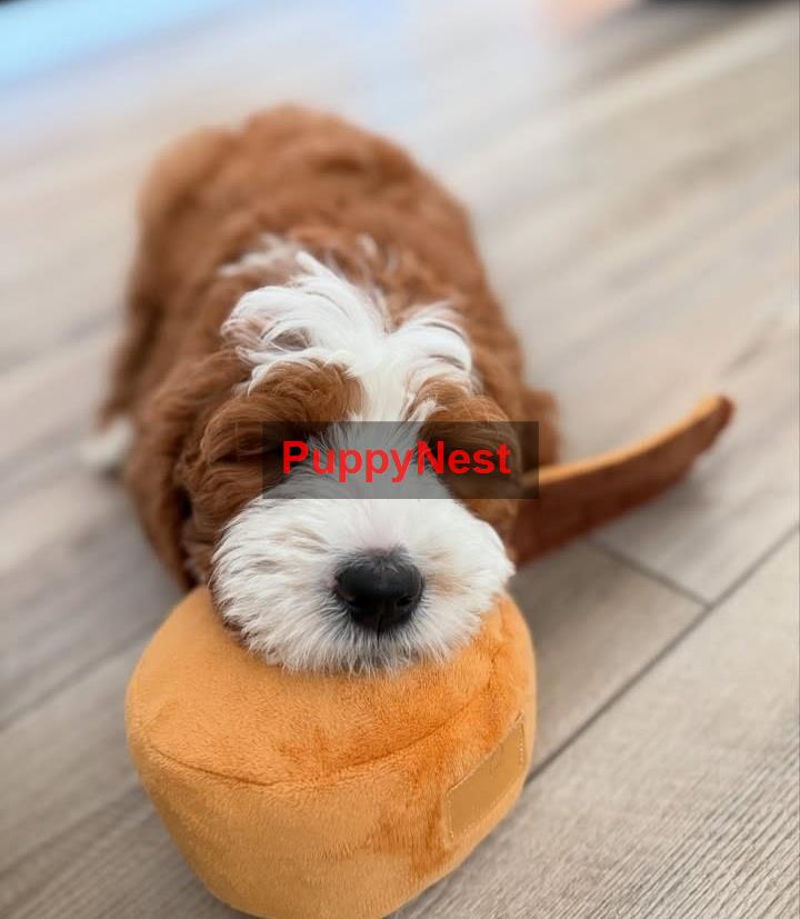 Puppy Thumbnail
