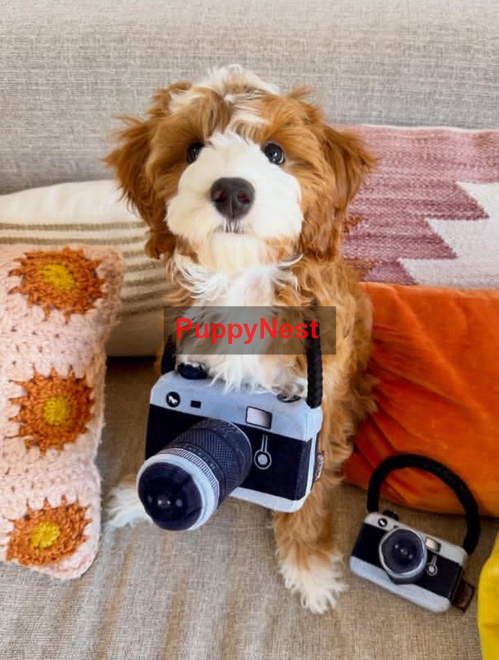 Puppy Thumbnail
