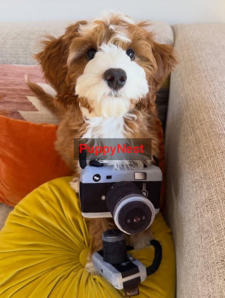 Puppy Thumbnail
