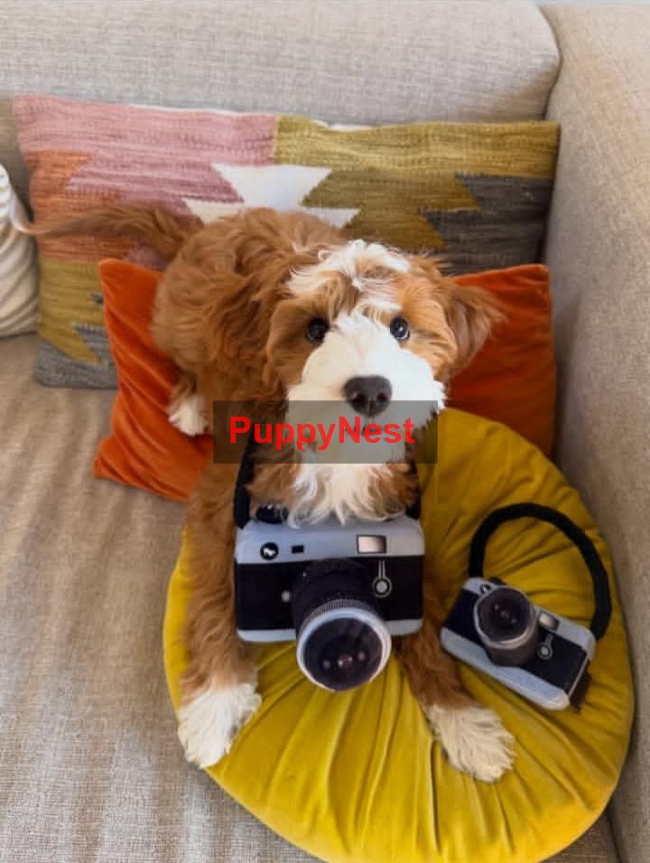 Puppy Thumbnail