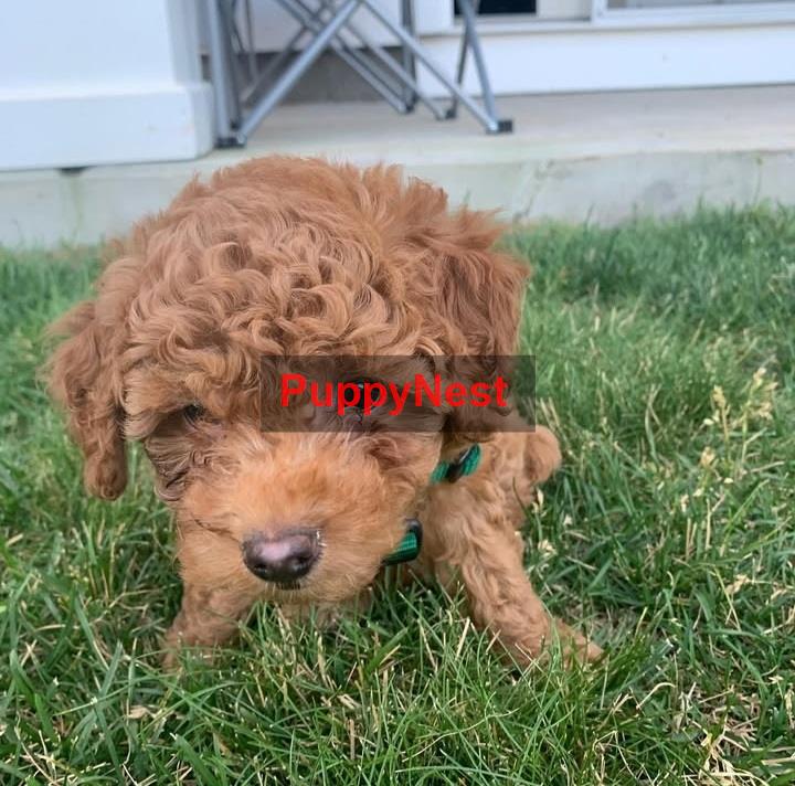 Puppy Thumbnail