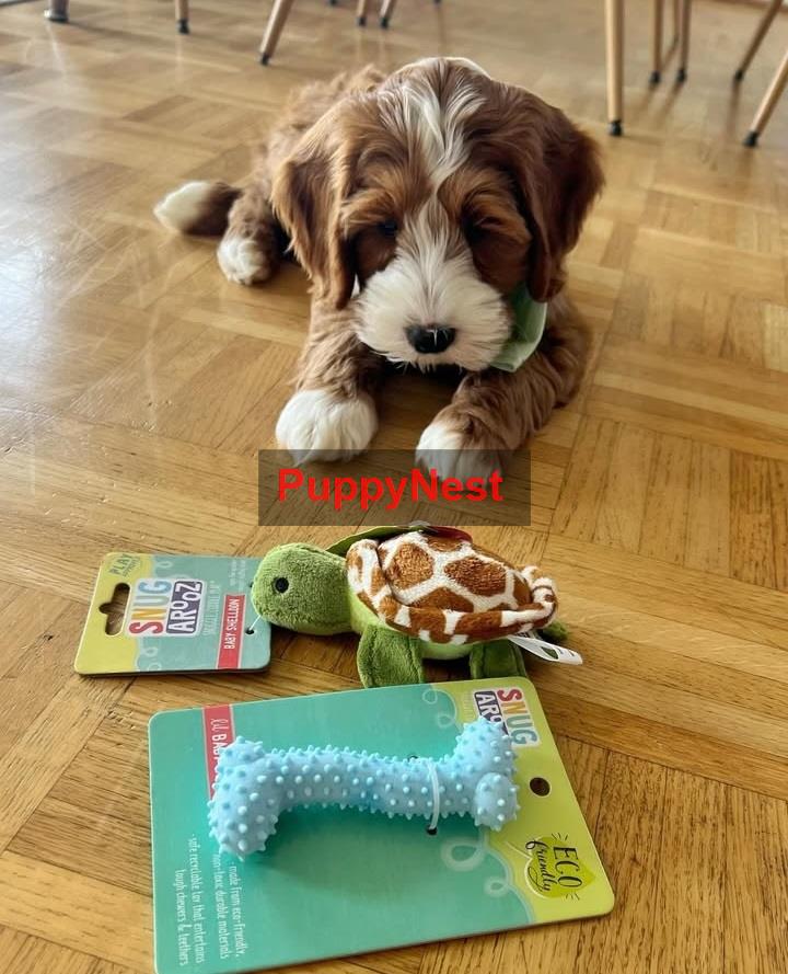 Puppy Thumbnail