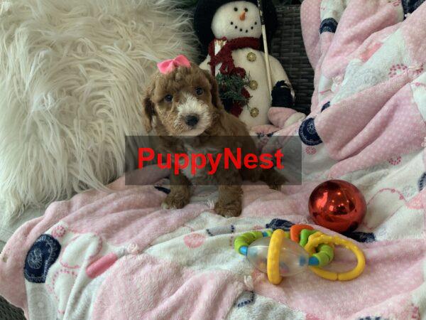 Puppy Thumbnail