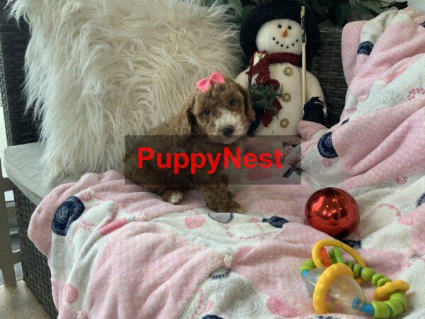 Puppy Thumbnail