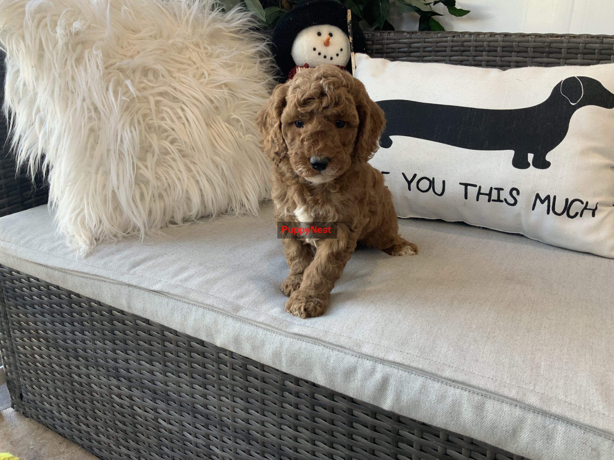 Puppy Thumbnail