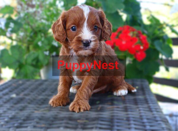 Puppy Thumbnail