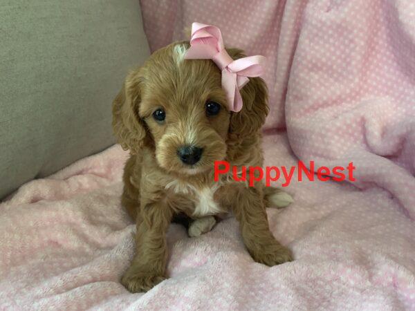 Macey